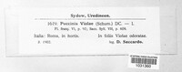 Puccinia violae image